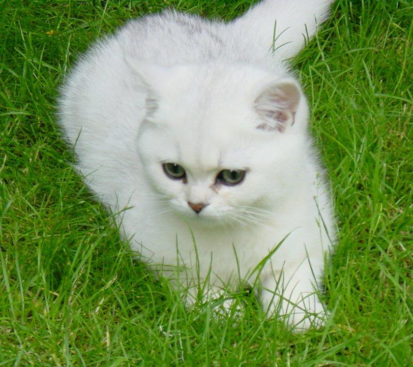 Gatti (98)